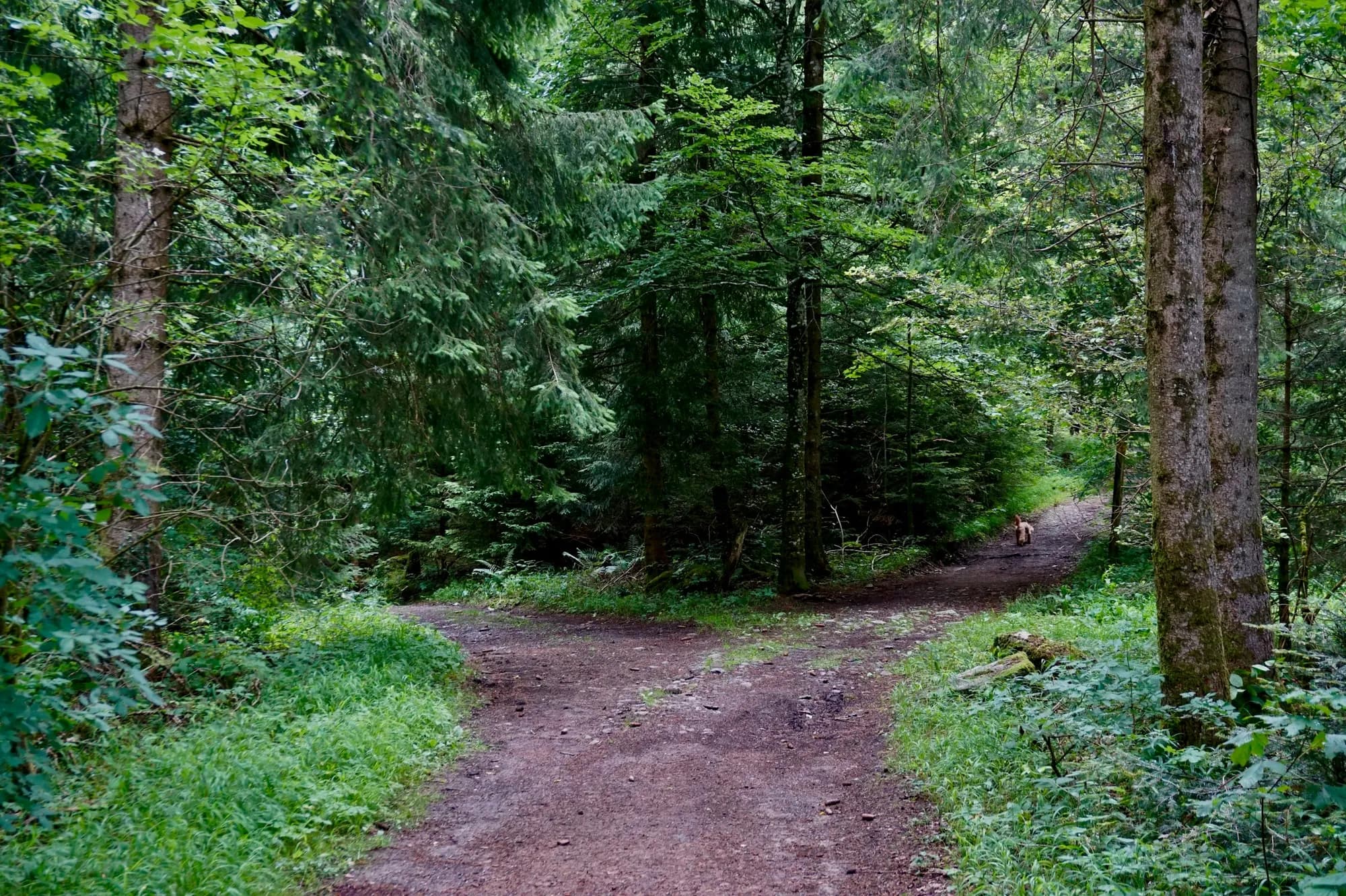 A wooden walkway splitting into two paths