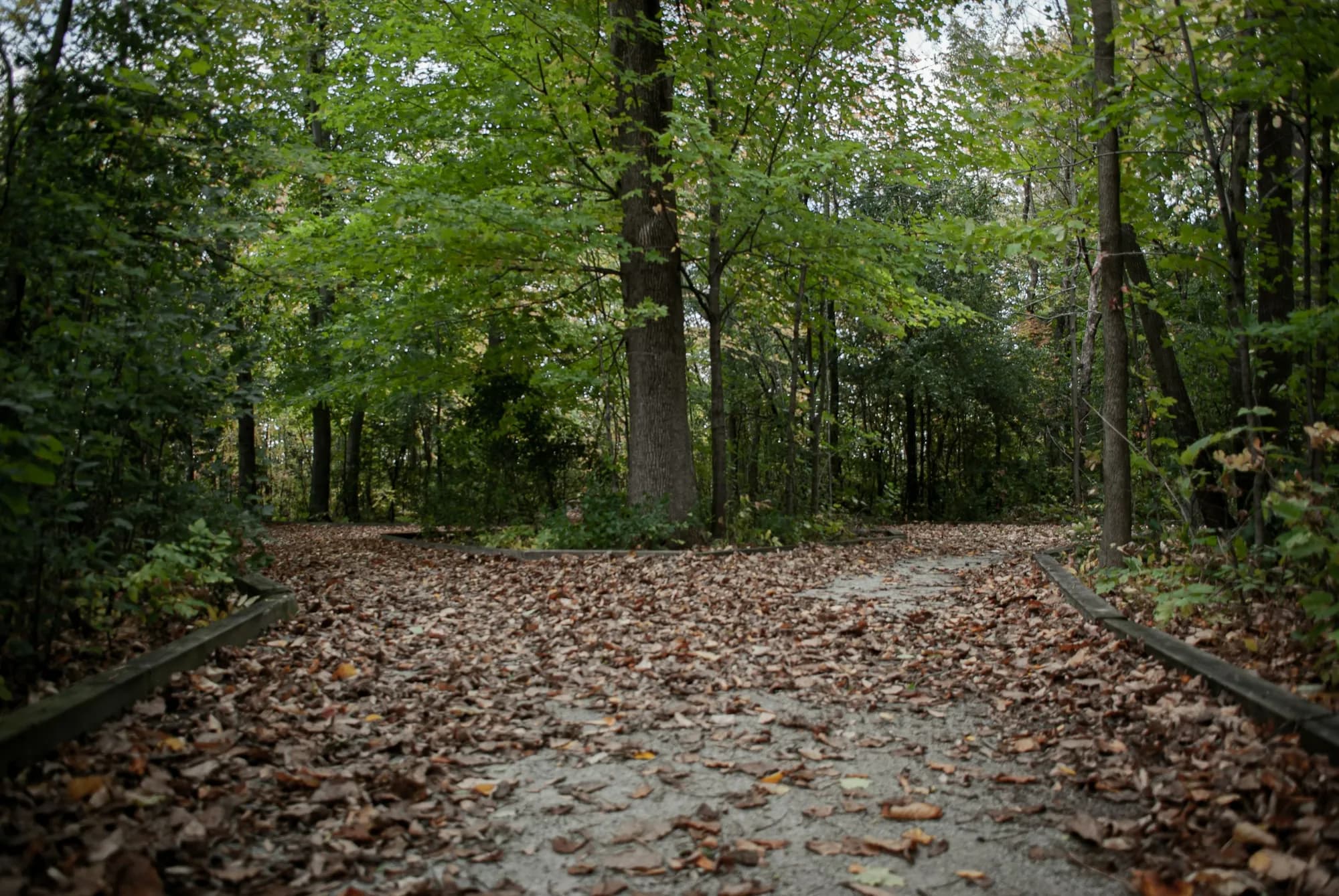 A forest trail splitting into two paths