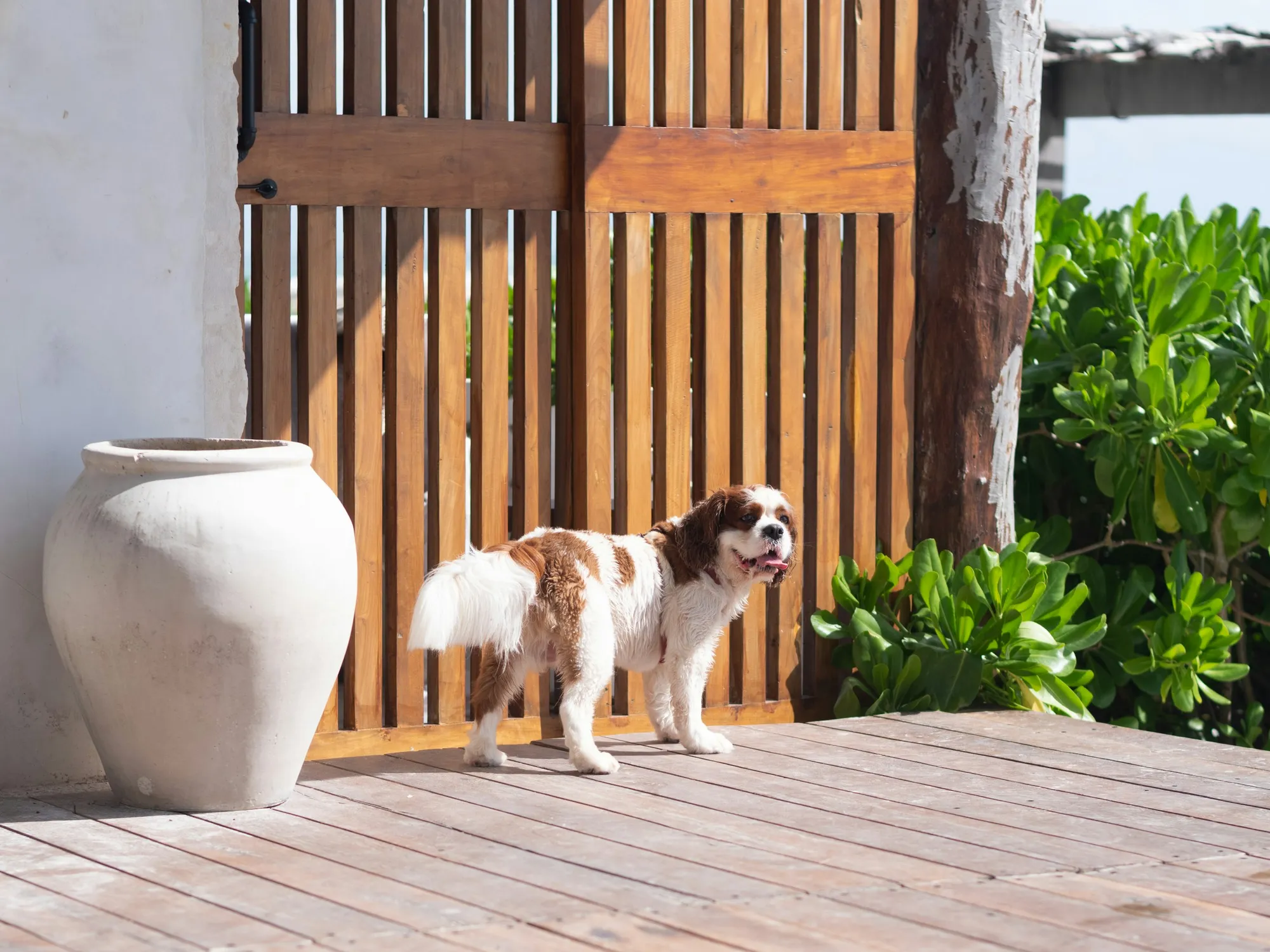 A dog-friendly home entryway prepared for a stay